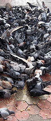'Masses of Pigeons in Alor Setar' by Asienreisender